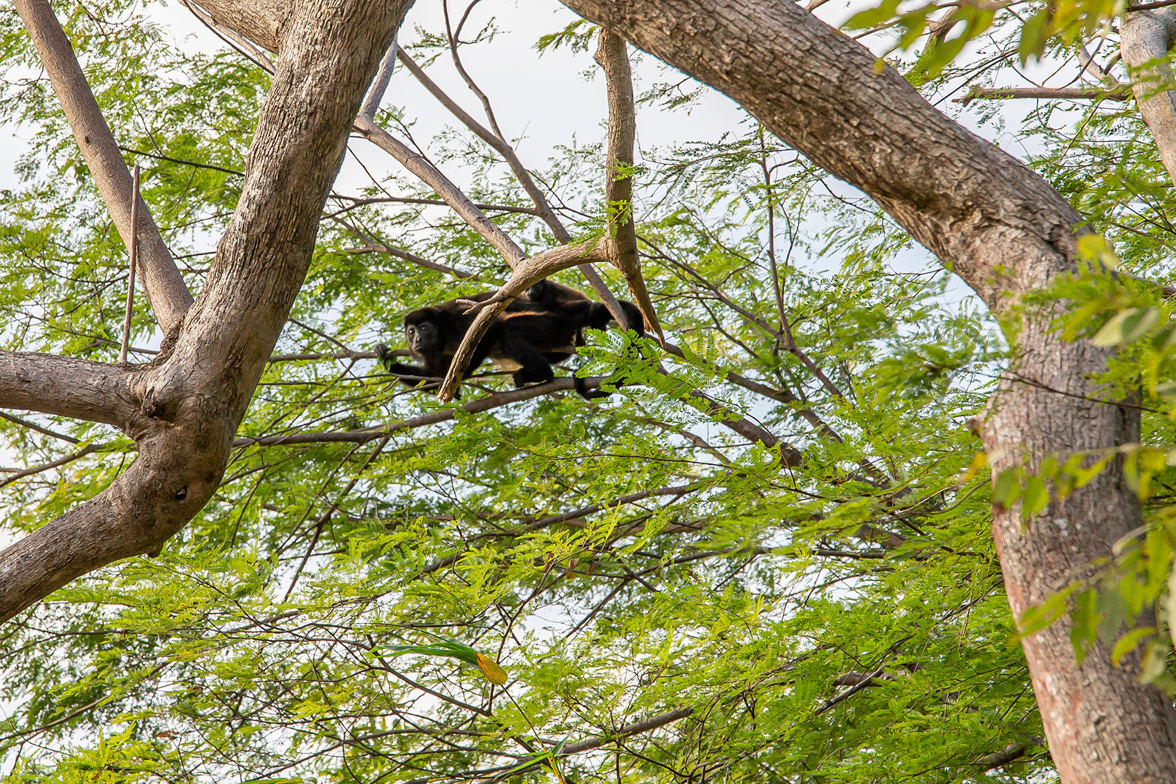 Wildlife; Costa Rica Tours