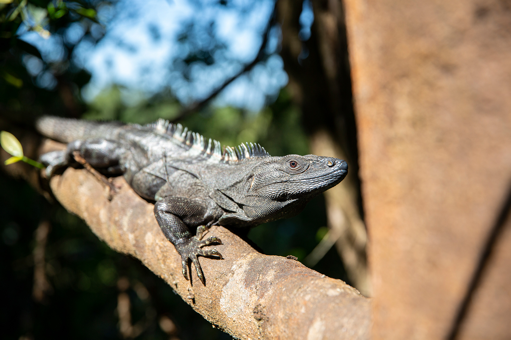 Wildlife; Costa Rica Adventure